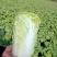 南阳市新野县娃娃菜大量现货上市量大从优