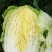 南阳市新野县娃娃菜大量现货上市量大从优