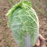 南阳市新野县娃娃菜大量现货上市量大从优