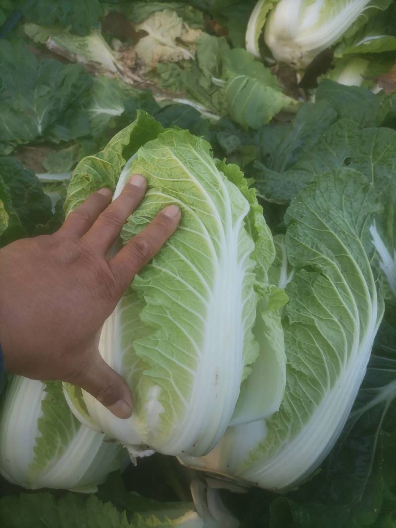 白菜，湖北省天门市大量供应黄心白菜，产地一手货源