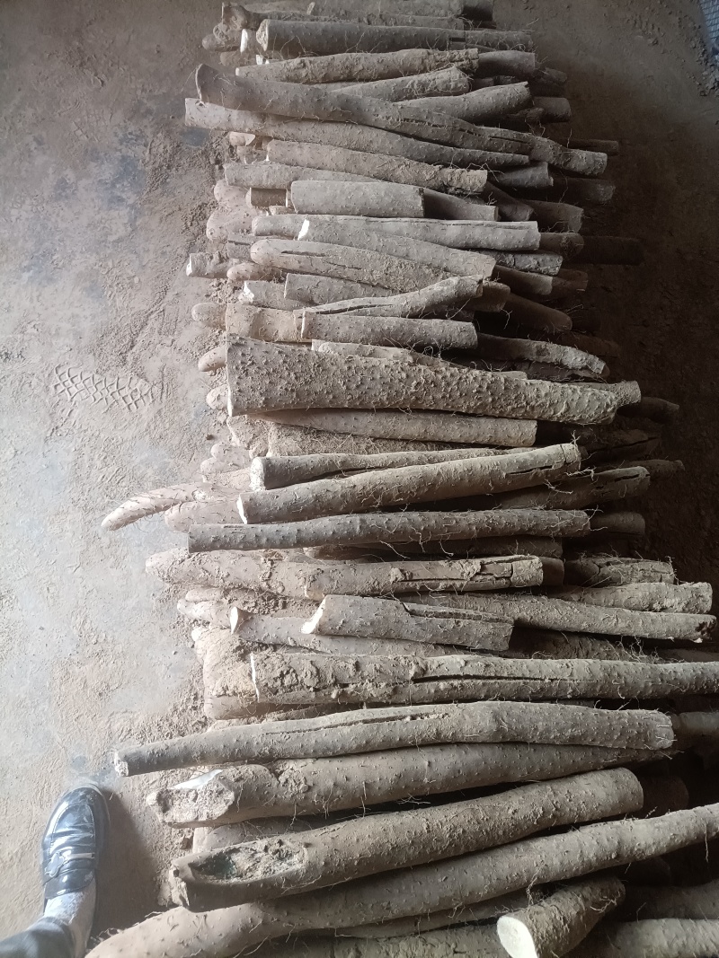 刚出土的白玉山药大量有货，加工厂货，刮皮货，食堂货