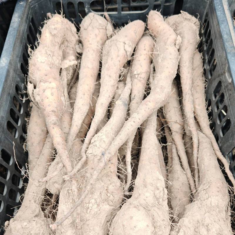白玉山药豆苗，保纯度，保质量，保无病菌，全国可以发货！