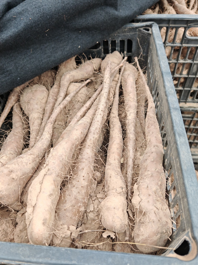 白玉山药豆苗，保纯度，保质量，保无病菌，全国可以发货！