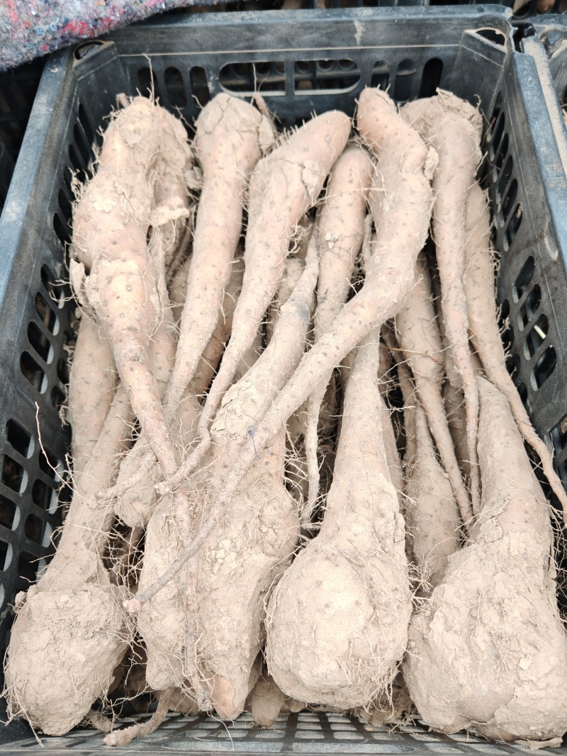 白玉山药豆苗，保纯度，保质量，保无病菌，全国可以发货！