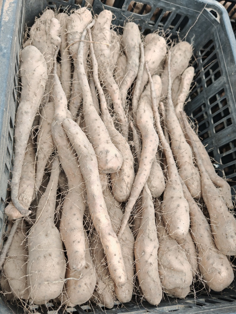 白玉山药豆苗，保纯度，保质量，保无病菌，全国可以发货！