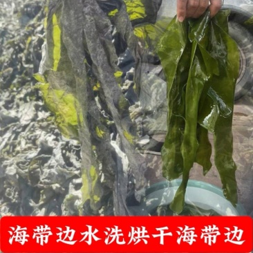 海带边日晒海带干海带海带皮烘干水洗海带边烘干海带片干海带