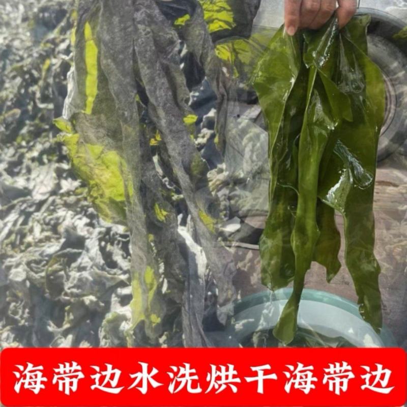 海带边日晒海带干海带海带皮烘干水洗海带边烘干海带片干海带