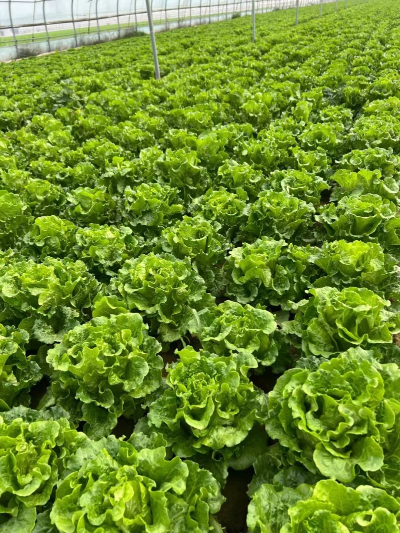 意大利生菜