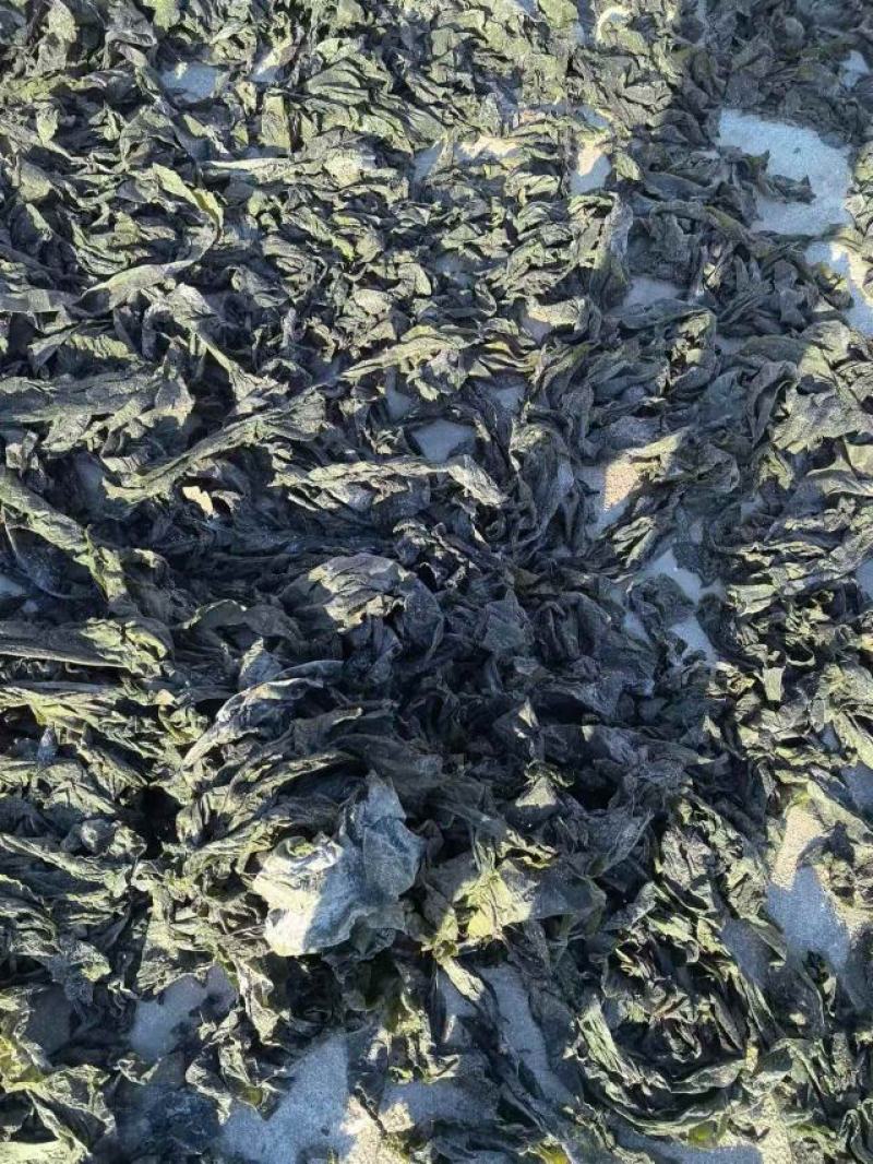 海带边日晒海带干海带海带皮烘干水洗海带边烘干海带片干海带