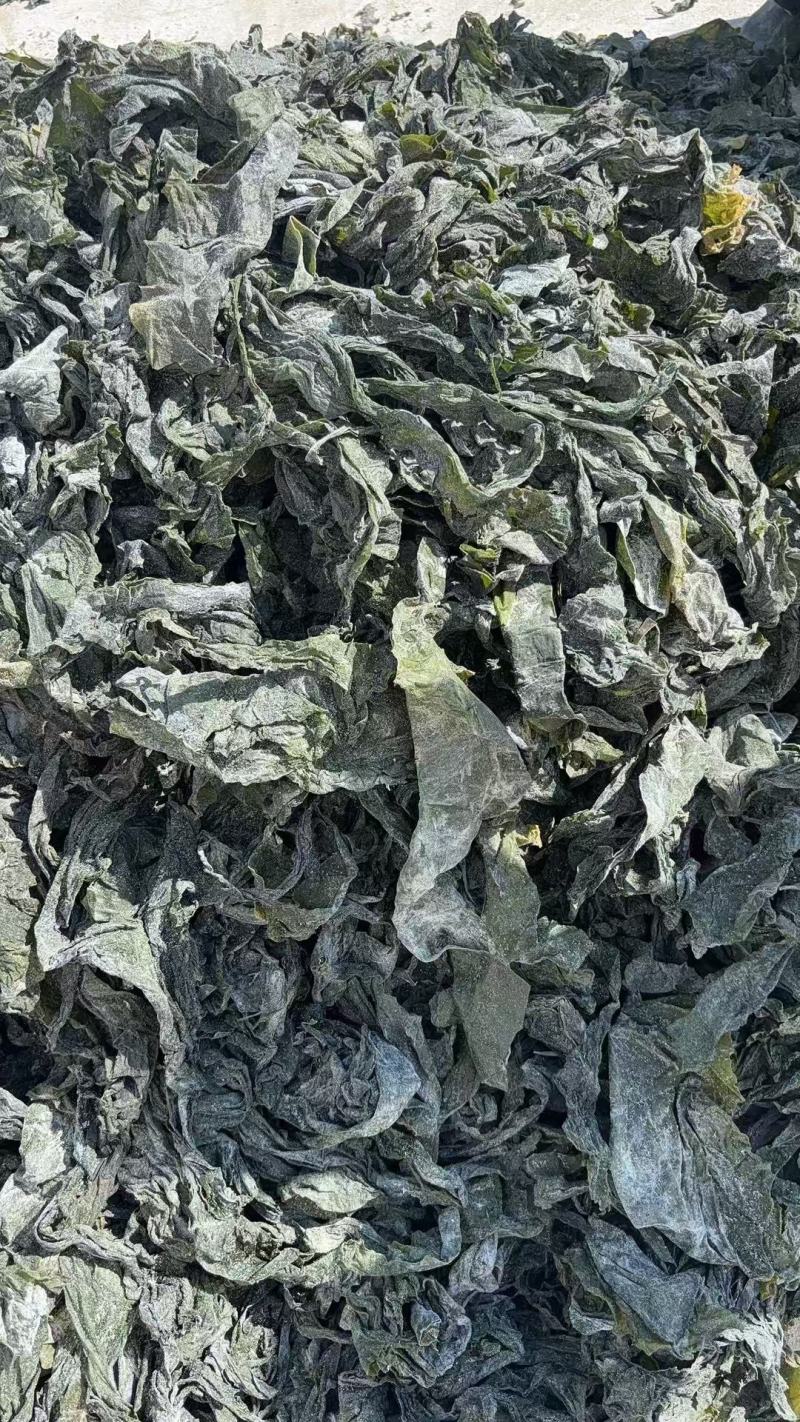 海带边日晒海带干海带海带皮烘干水洗海带边烘干海带片干海带