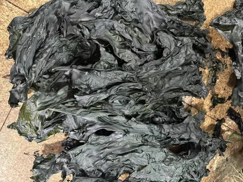 海带边日晒海带干海带海带皮烘干水洗海带边烘干海带片干海带
