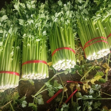金乡芹菜西芹