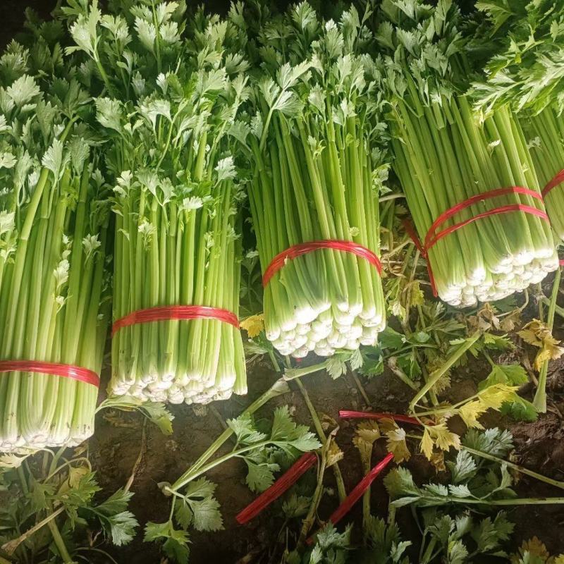 金乡芹菜西芹