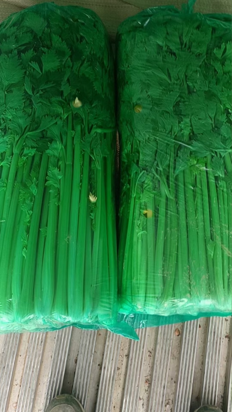 金乡芹菜西芹