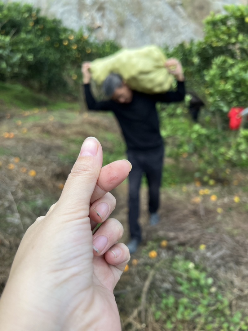 永兴冰糖橙