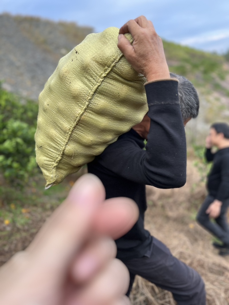 永兴冰糖橙