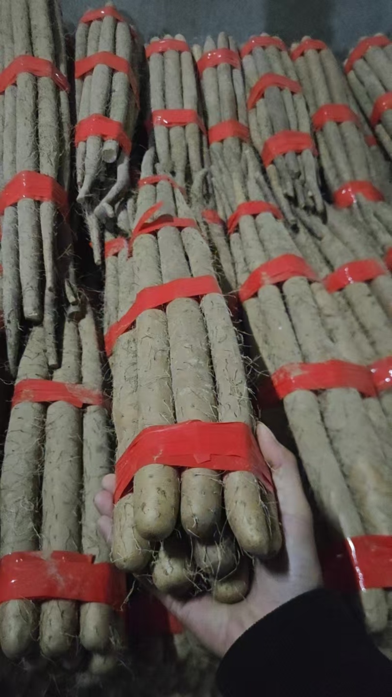 山药万亩基地大量有货，需要的老板来采购。