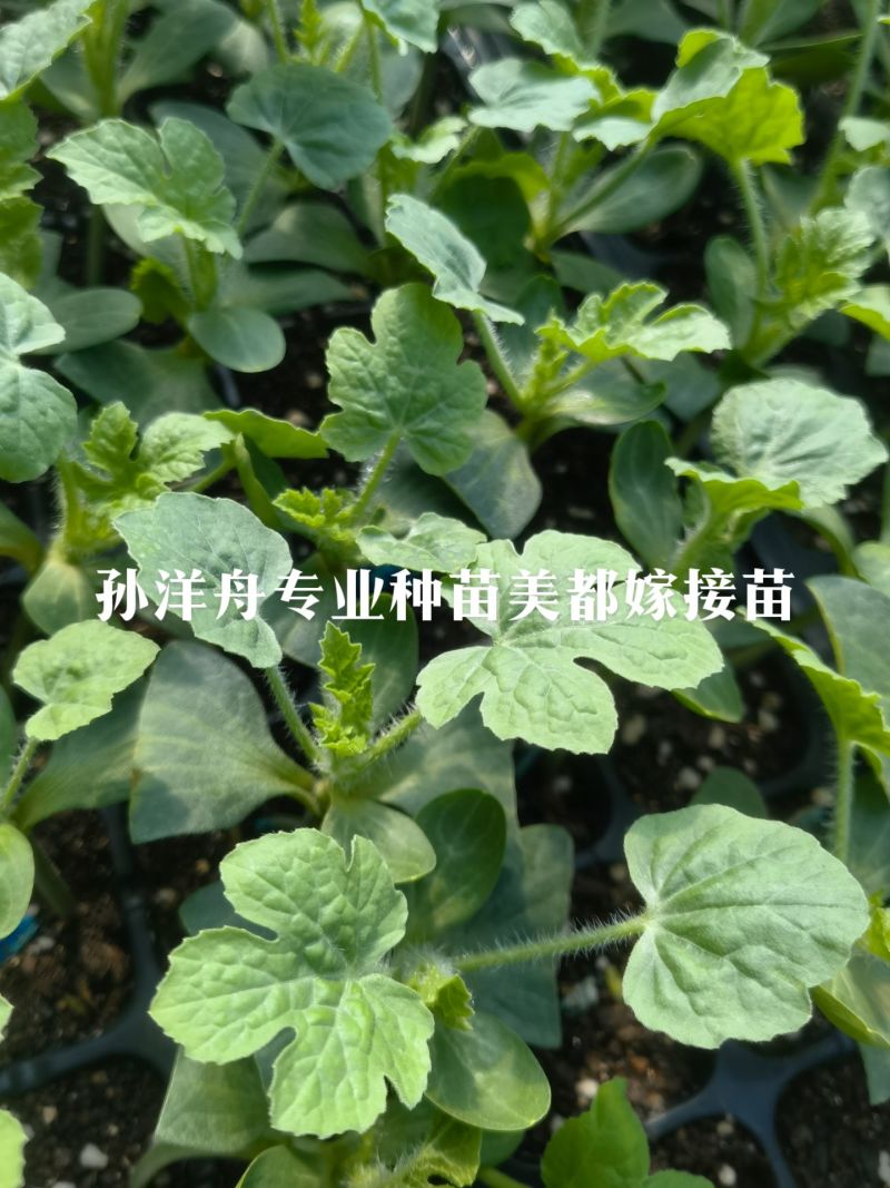高品质优质西瓜嫁接苗直根苗，甜瓜苗。嫁接苗都是双面刀插接