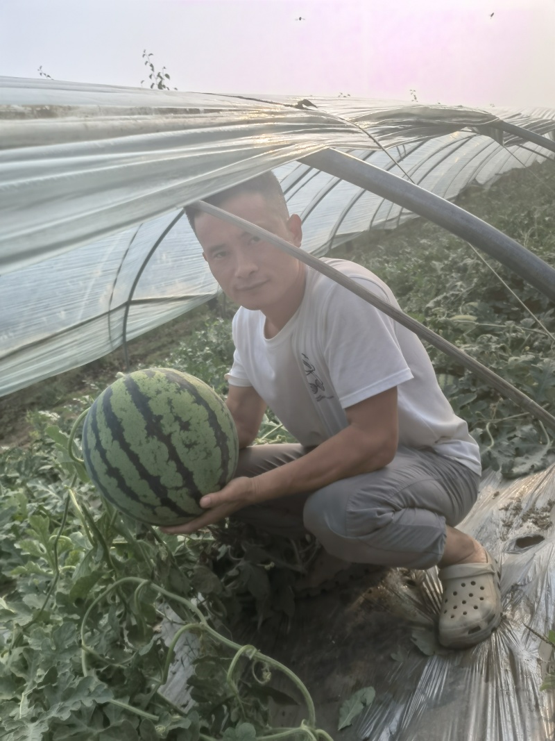 高品质优质西瓜嫁接苗直根苗，甜瓜苗。嫁接苗都是双面刀插接