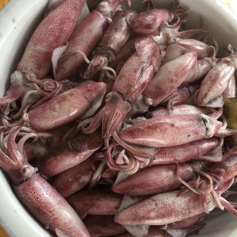 笔管鱿鱼海兔