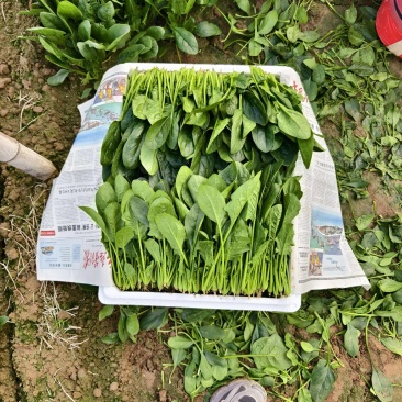 菠菜各种大小都有