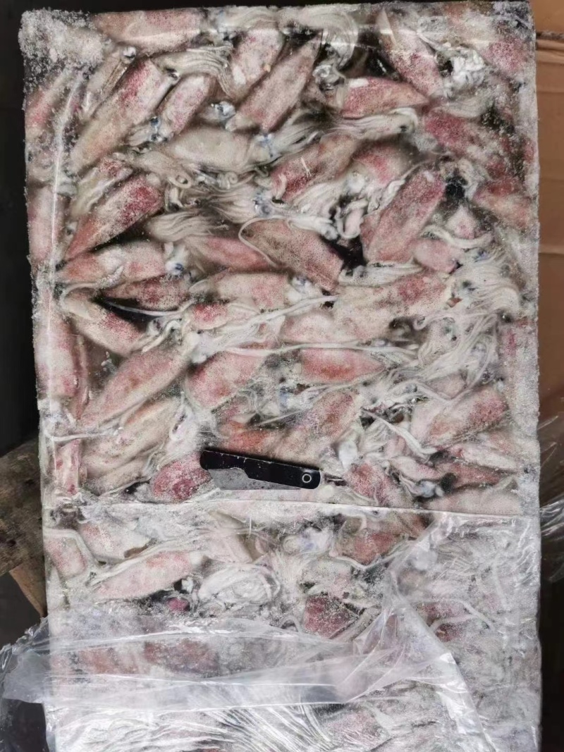 笔管鱿鱼海兔
