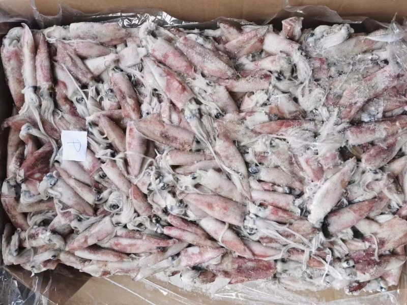 笔管鱿鱼海兔