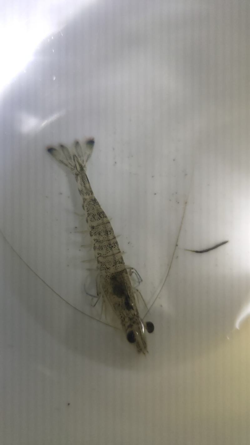 班节虾苗