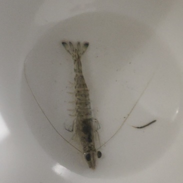 班节虾苗