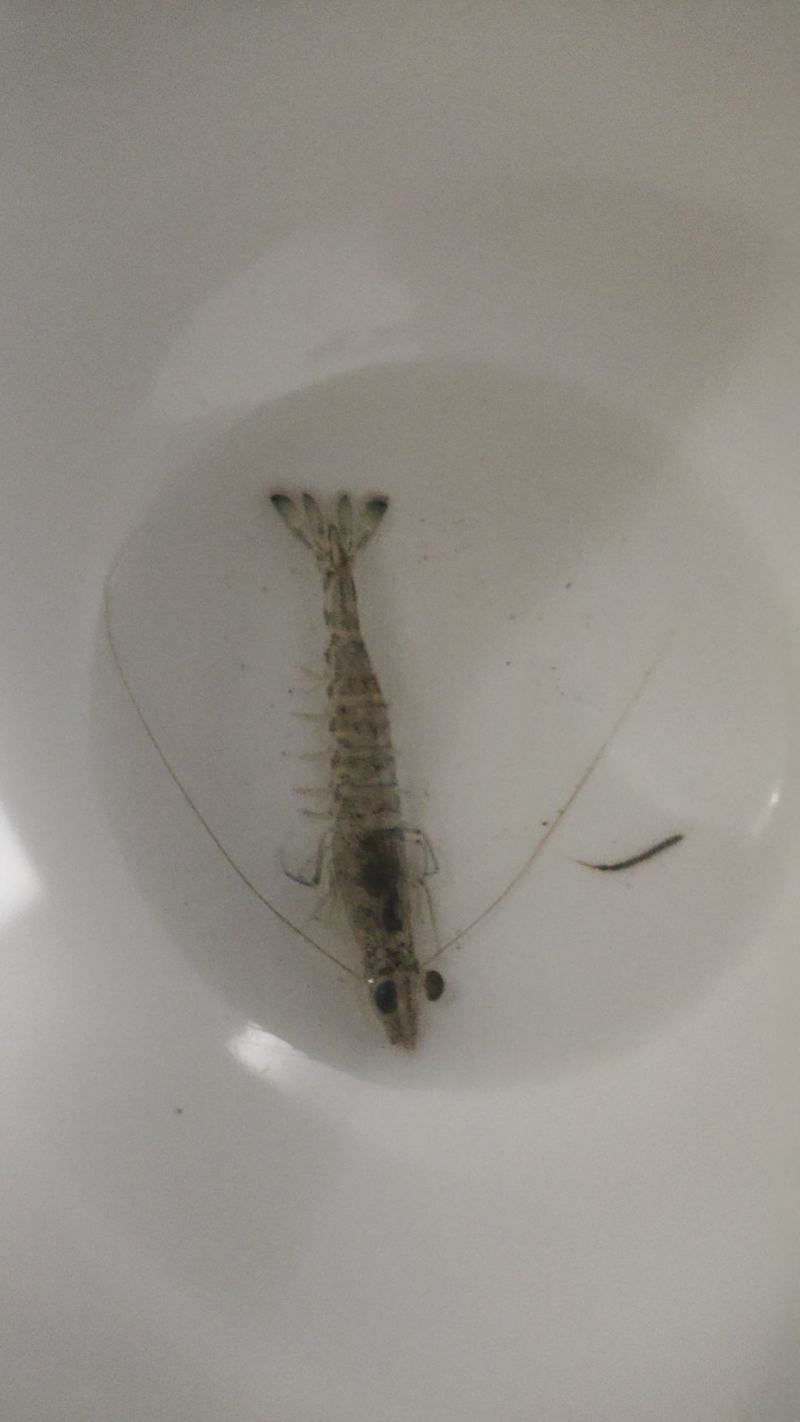 班节虾苗