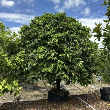 2411中山洋蒲桃产地供应洋蒲桃3-7米高莲雾红蒲