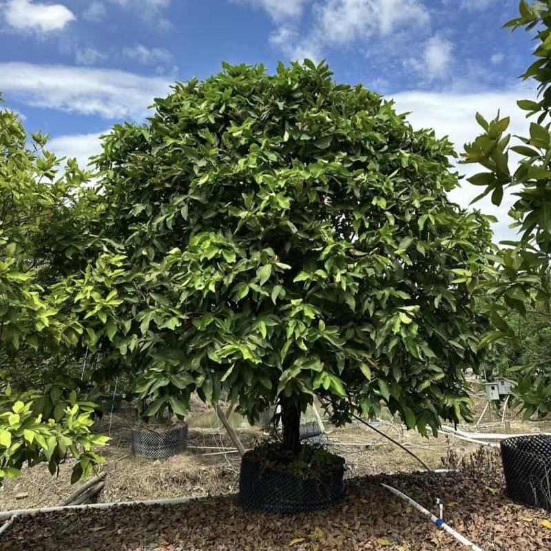 2411中山洋蒲桃产地供应洋蒲桃3-7米高莲雾红蒲