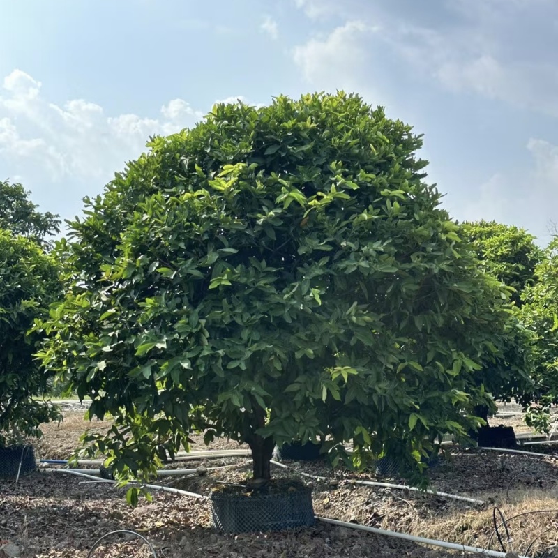 2411中山洋蒲桃产地供应洋蒲桃3-7米高莲雾红蒲