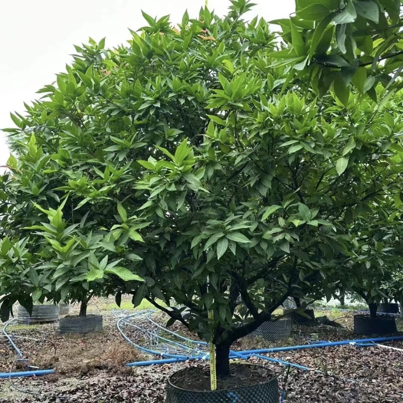 2411中山洋蒲桃产地供应洋蒲桃3-7米高莲雾红蒲