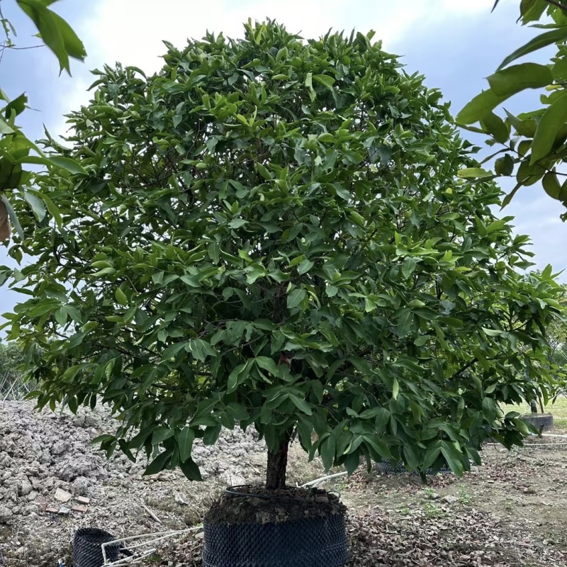 2411中山洋蒲桃产地供应洋蒲桃3-7米高莲雾红蒲