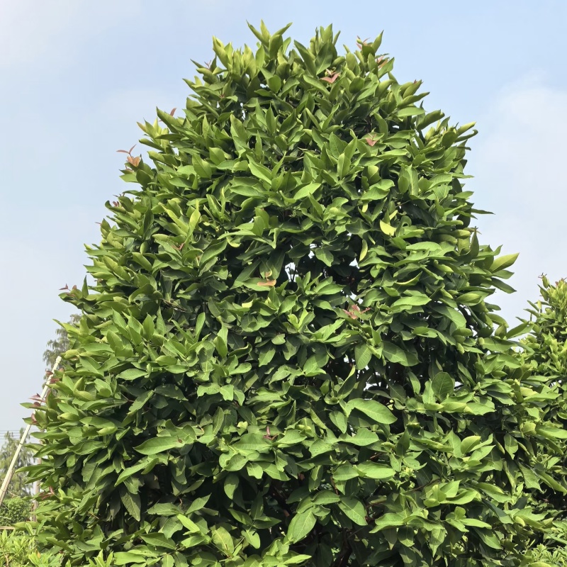 2411中山洋蒲桃产地供应洋蒲桃3-7米高莲雾红蒲