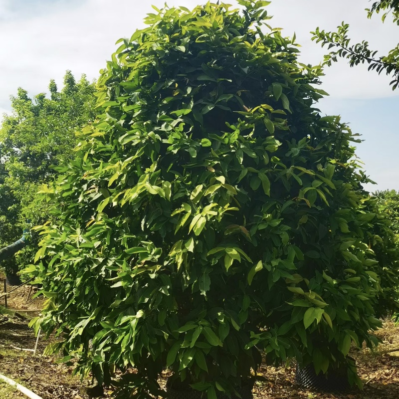 2411中山洋蒲桃产地供应洋蒲桃3-7米高莲雾红蒲