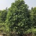 2411中山洋蒲桃产地供应洋蒲桃3-7米高莲雾红蒲