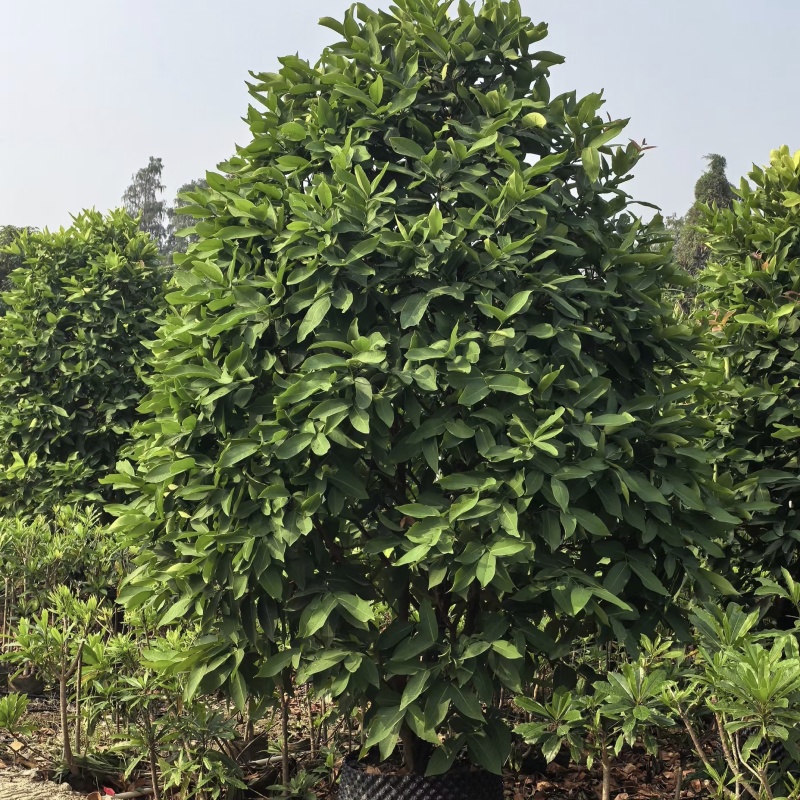 2411中山洋蒲桃产地供应洋蒲桃3-7米高莲雾红蒲