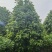 2411中山洋蒲桃产地供应洋蒲桃3-7米高莲雾红蒲