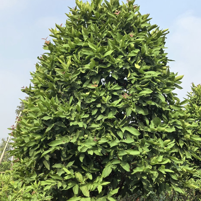 2411中山洋蒲桃产地供应洋蒲桃3-7米高莲雾红蒲