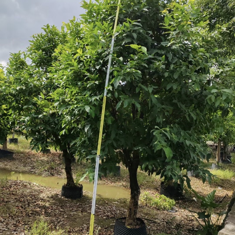 2411中山洋蒲桃产地供应洋蒲桃3-7米高莲雾红蒲