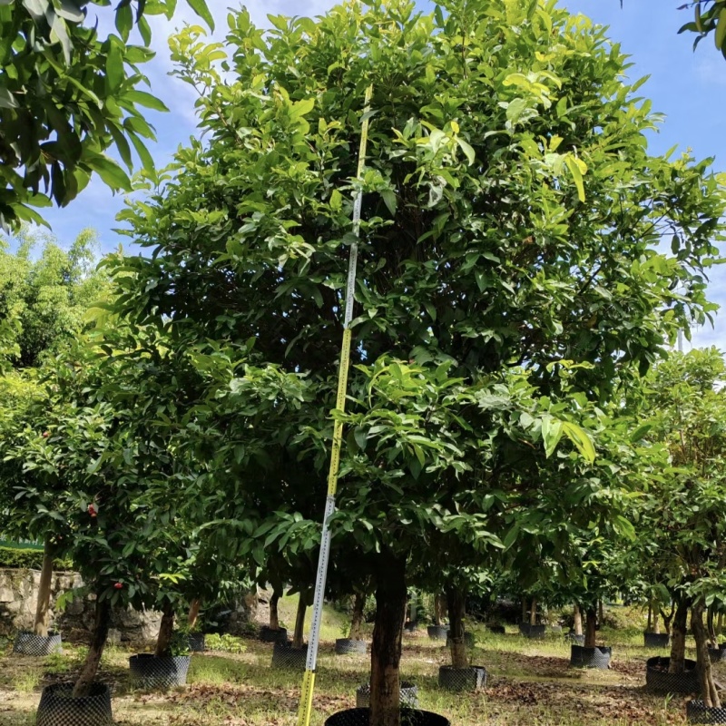 2411中山洋蒲桃产地供应洋蒲桃3-7米高莲雾红蒲