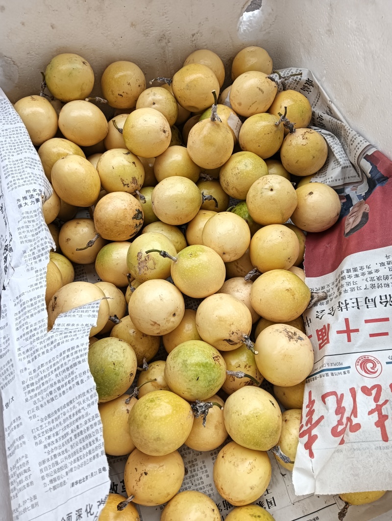 百香果
