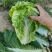 河北保定市高阳县丽姐蔬果基地批发新鲜蔬菜