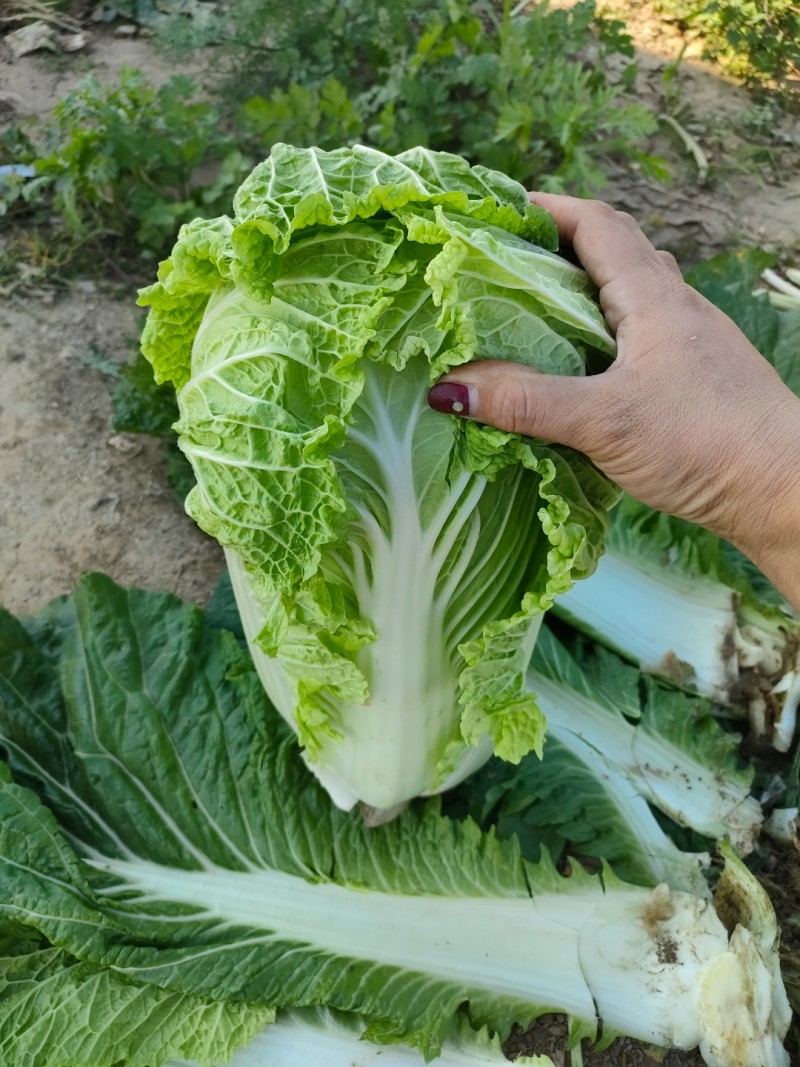 河北保定市高阳县丽姐蔬果基地批发新鲜蔬菜