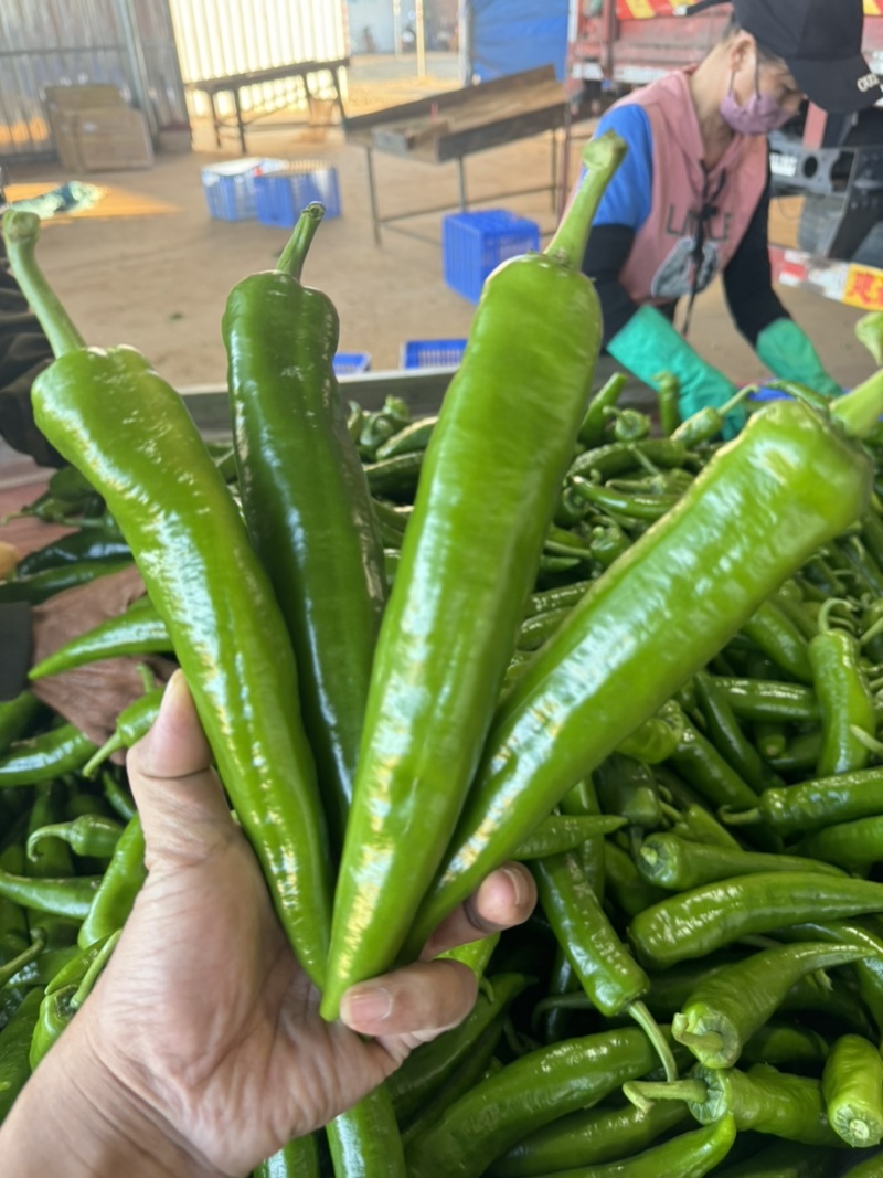 广东青皮尖椒羊角椒，椒长18到20公分，椒形粗直。