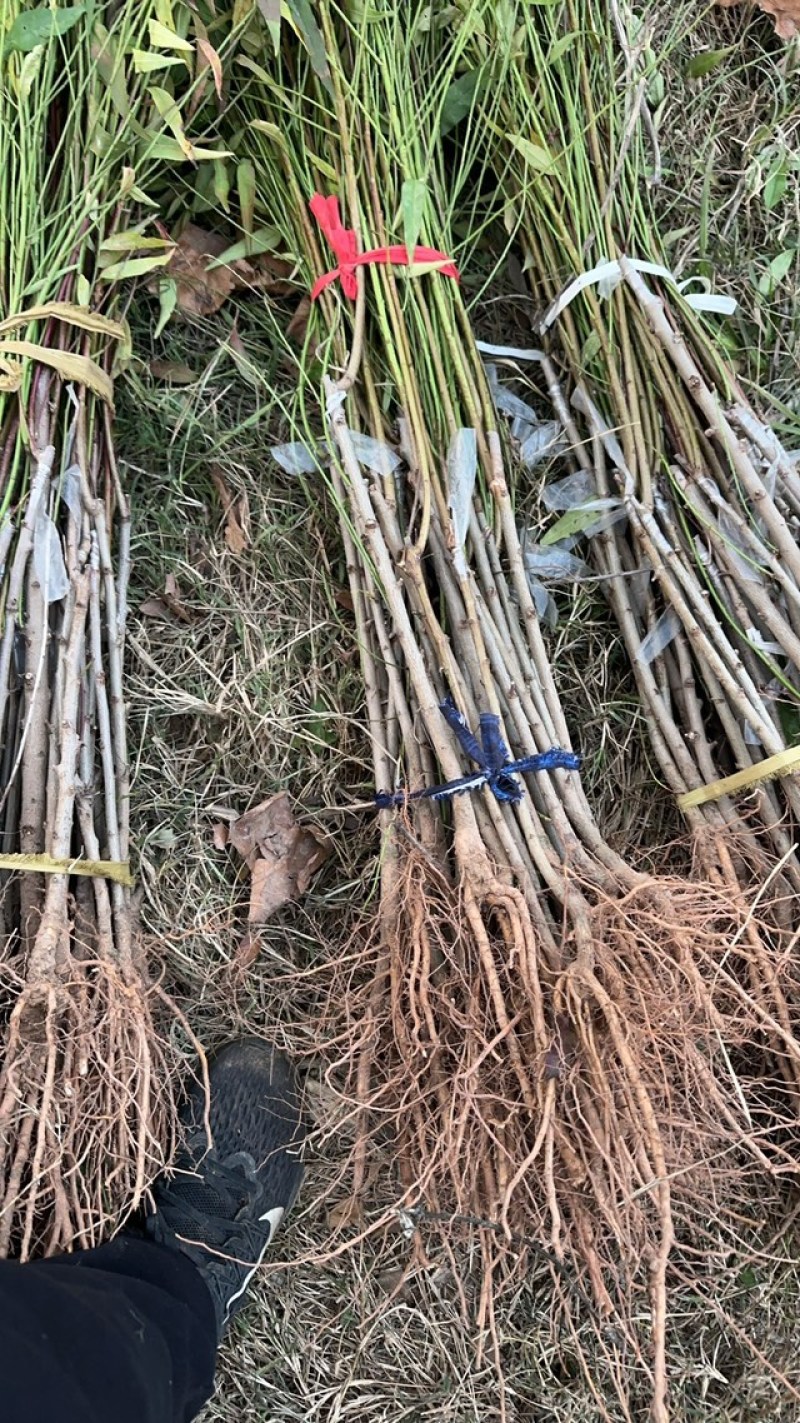 供应优质桃树苗