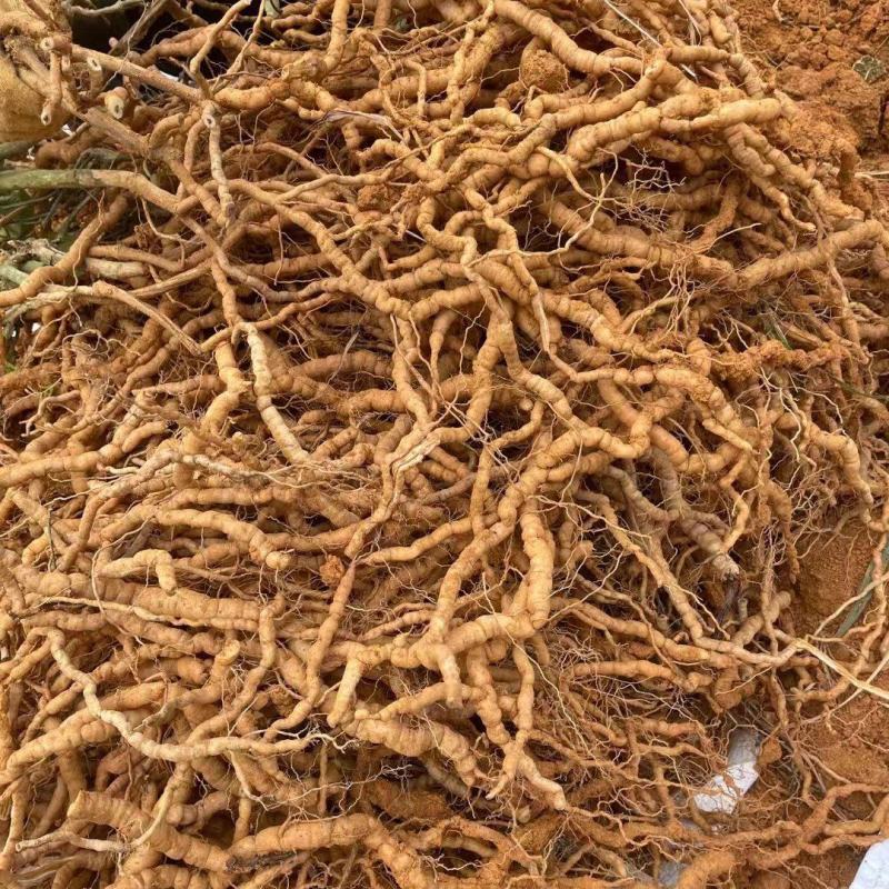 郁南一手货源中大巴戟天，货靓