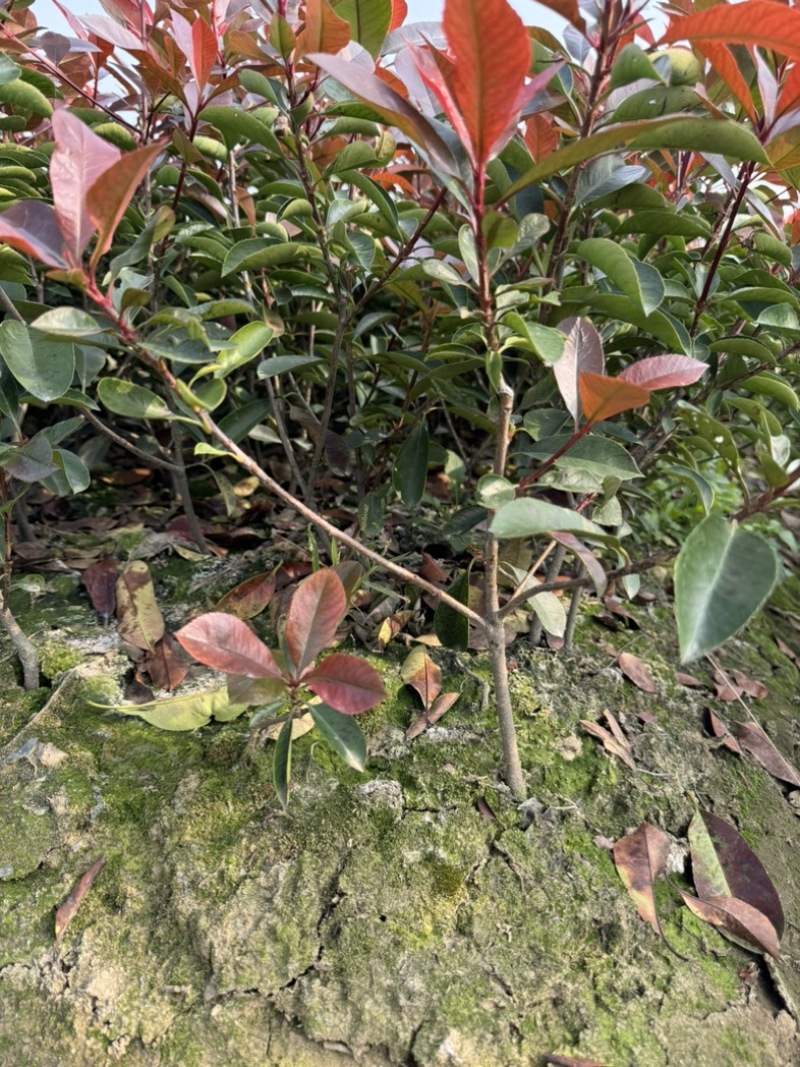 红叶石楠精品毛球40-50公分